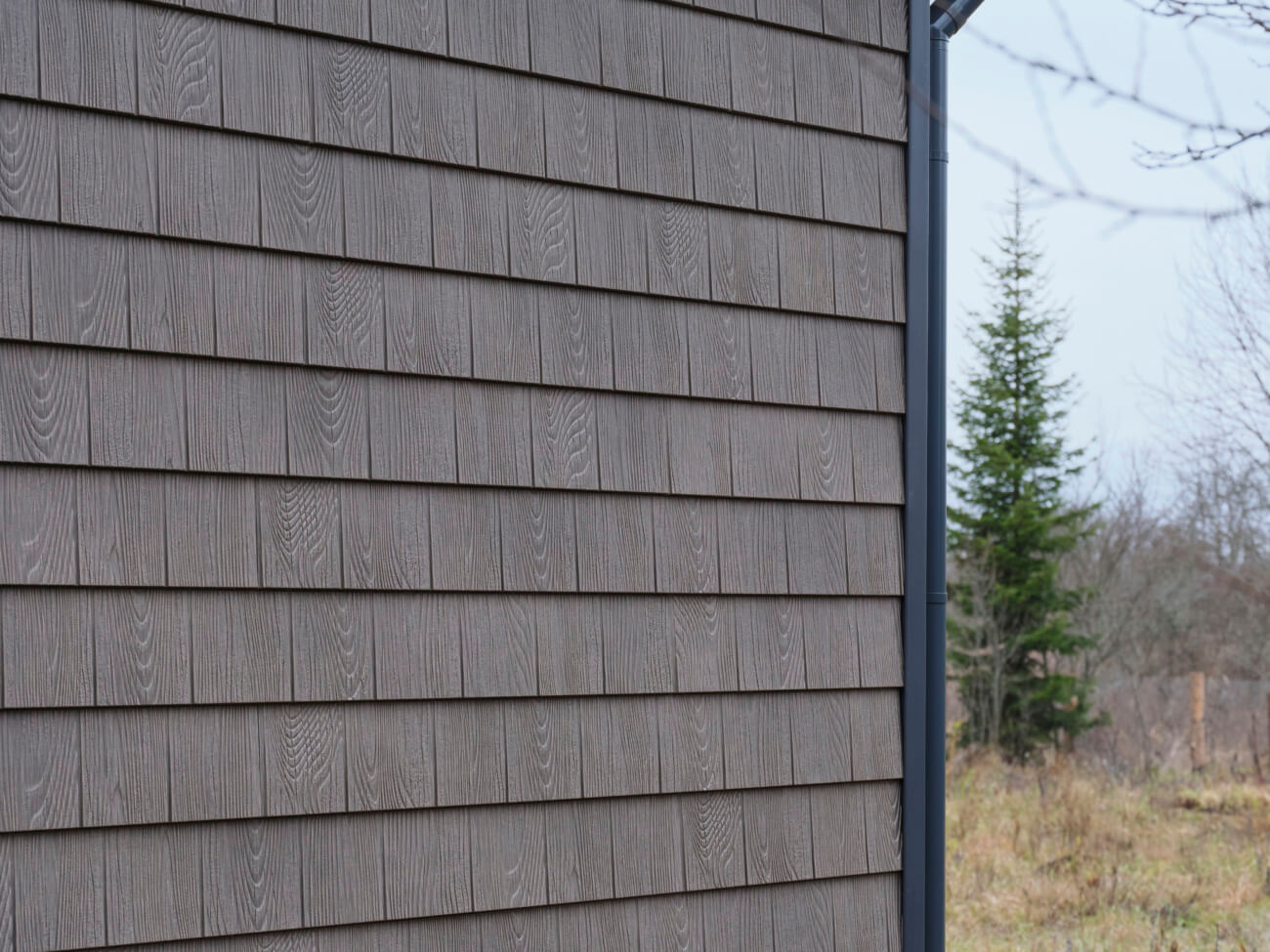 щепа седой дуб